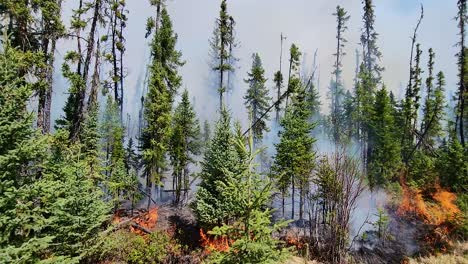 aerial-pov-of-a-forest-being-consumed-by-a-wildfire-in-alberta,-canada