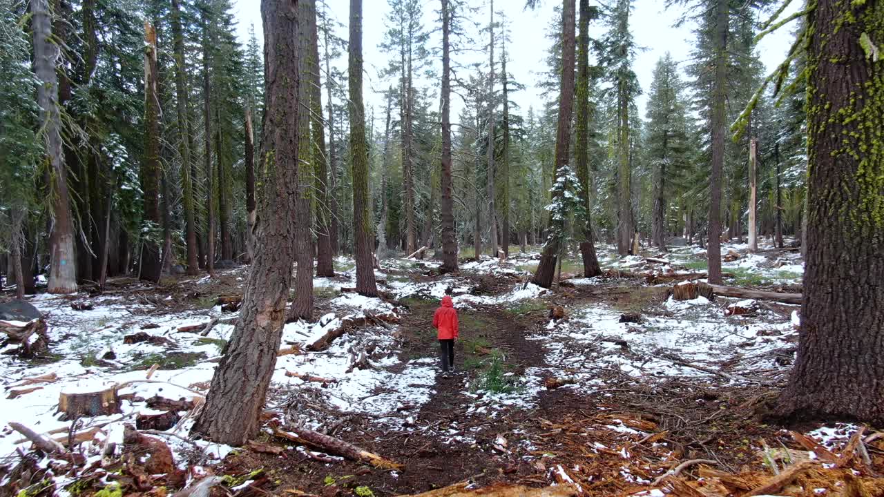 mujer atleta caminando por el bosque con abetos altos, caminando por senderos estrechos en un frío día de invierno