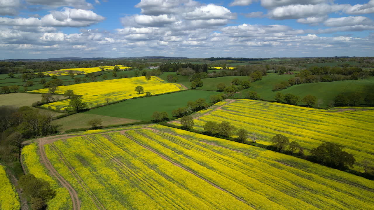 Fields of colourful Oilseed Rape crop on a bright Spring day in Worcestershire, England.
