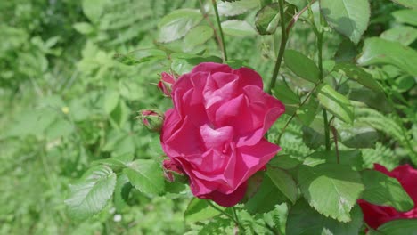 pink rose and rose buds moving in the wind, blooming in spring