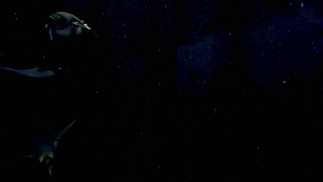 은 수족관 에 전시 된 물  에서 우아 하게 수영 한다