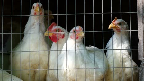 young white poultry in a cage on a farm of chickens and roosters white broiler chickens on a poultry farm raised for profit from the sale of quality poultry meat chickens of genetically improved broiler breed