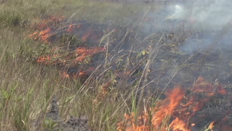 dry grass from a drought caused by deforestation results in wildfires in the amazon rainforest