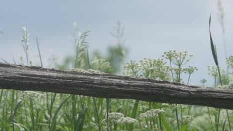 valla de madera rústica rodeada de plantas silvestres y césped