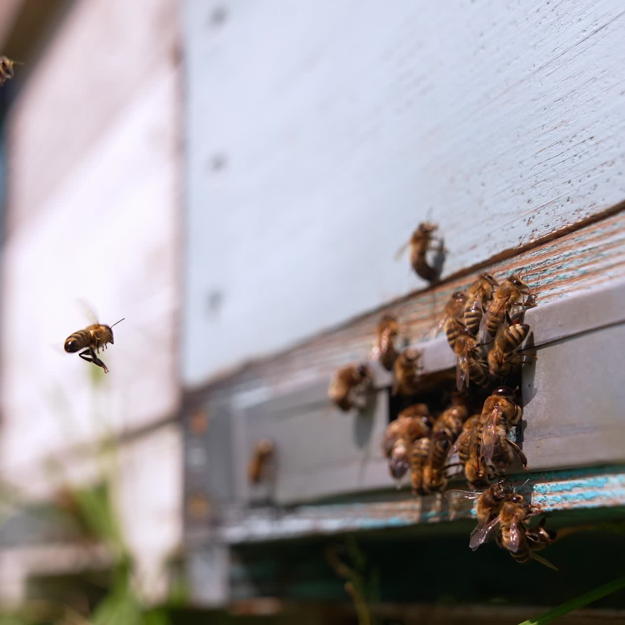 Stripy shining bees are at the entering of a wooden hive. Honey collection at sunny daytime. Close up