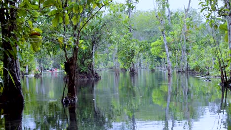 peaceful clear water canal surrounded by lush mangrove trees in krabi