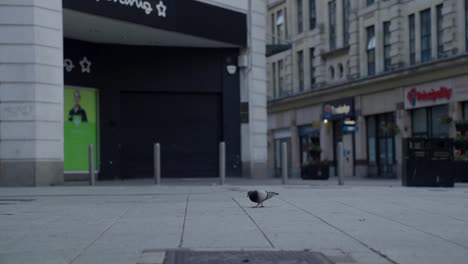 Pigeon-searching-for-food-on-the-floor-in-central-Cardiff