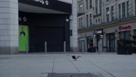 pigeon searching for food on the floor in central cardiff