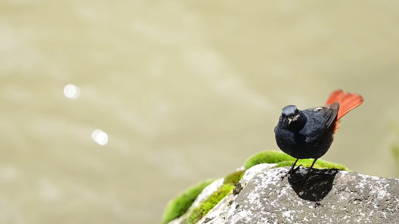 Scena di ecosistema d'acqua dolce che enfatizza il comportamento autentico degli uccelli in natura.