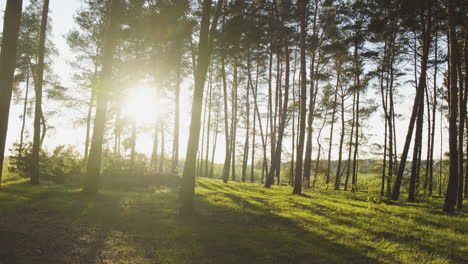 uma floresta de pinheiros ao pôr do sol