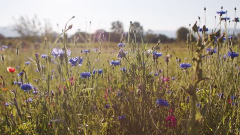 Wild-flowers-during-the-summer-hot-bottom