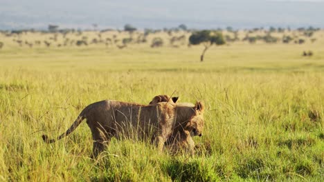 two lions play fighting with amazing beautiful african maasai mara national reserve in the background, kenya, africa safari animals in masai mara north conservancy
