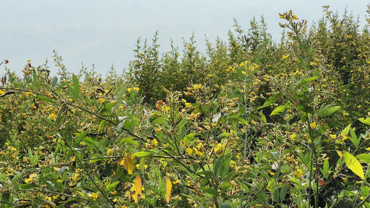 Static shot of flowering green pulse (pigeonpea, arhar, toor) crop gently swaying in light wind, dense agricultural field with yellow blossoms and natural daylight creating calm rural atmosphere