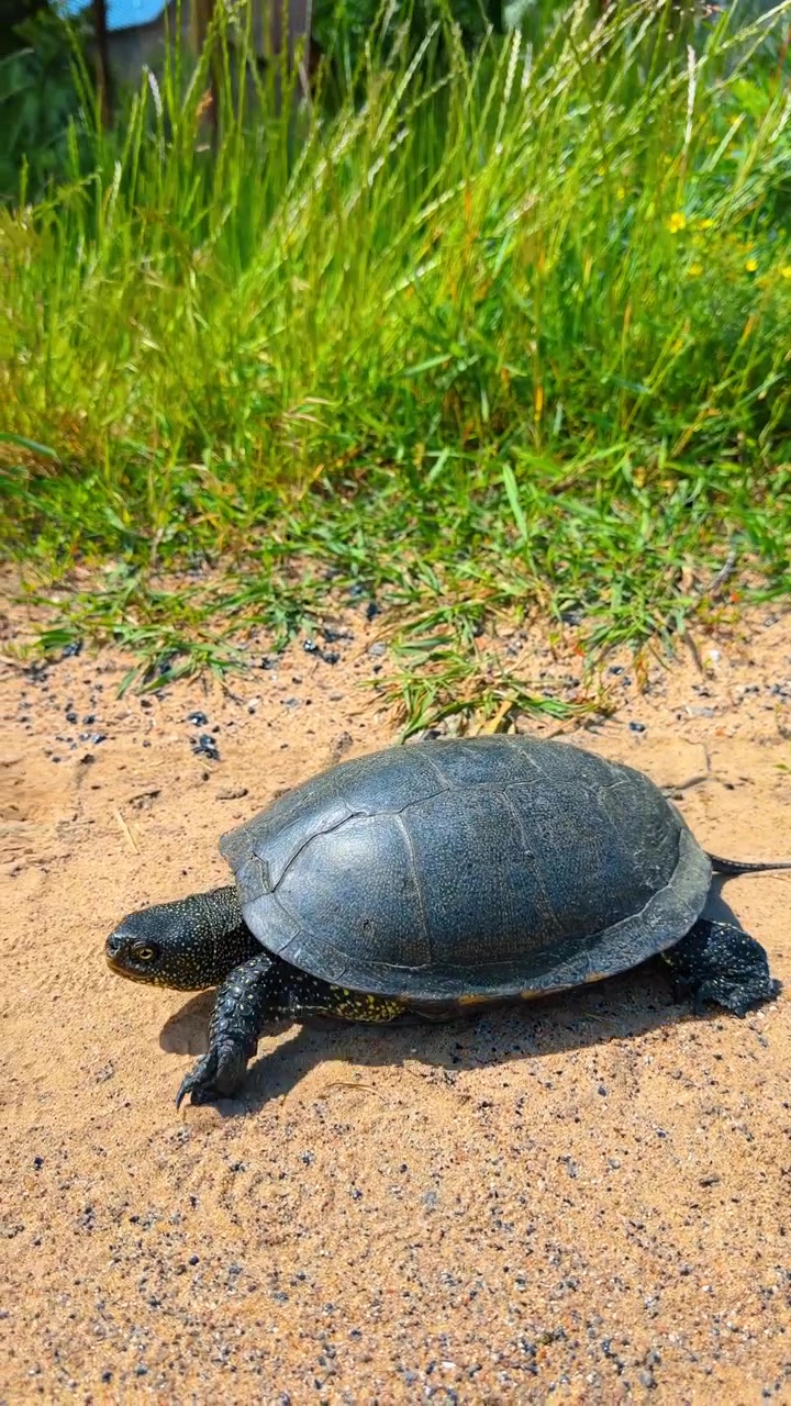 Turtle moves slowly on sand. A turtle crawls along a sandy path surrounded by grass during a sunny day.