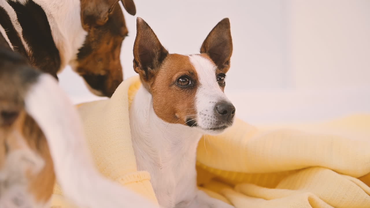 la cámara se enfoca de cerca en dos perros acostados en una manta en el piso de la sala de estar