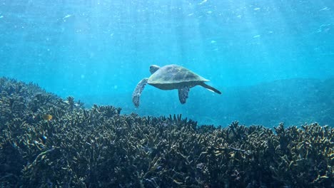 scene of a floating green sea turtles undersea during sunny day