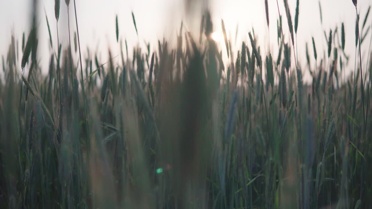 линза в середине зернового колоса