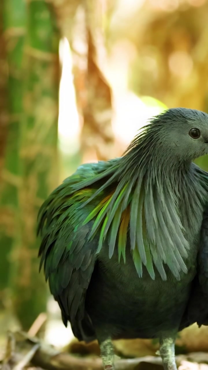 Piccione di Nicobar osservato nello zoo di Chonburi, Thailandia