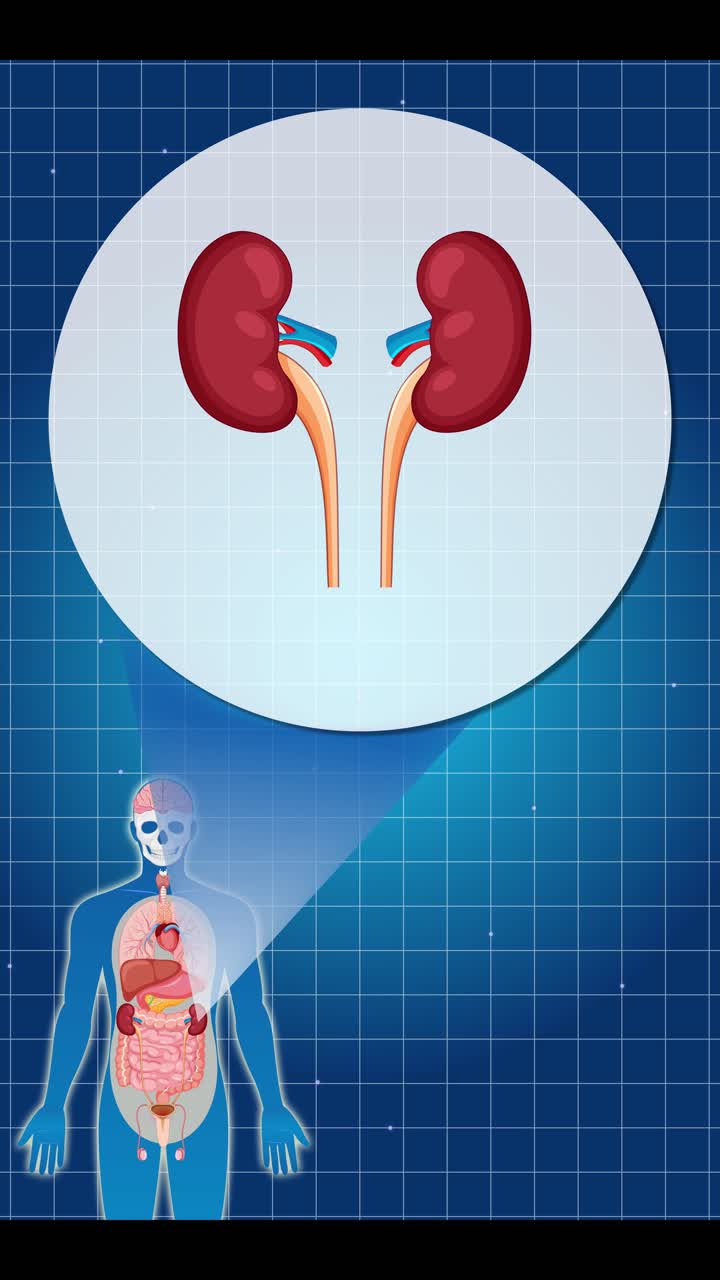 Animation highlighting kidney anatomy within the human body using a zoom-in effect and clear labeling