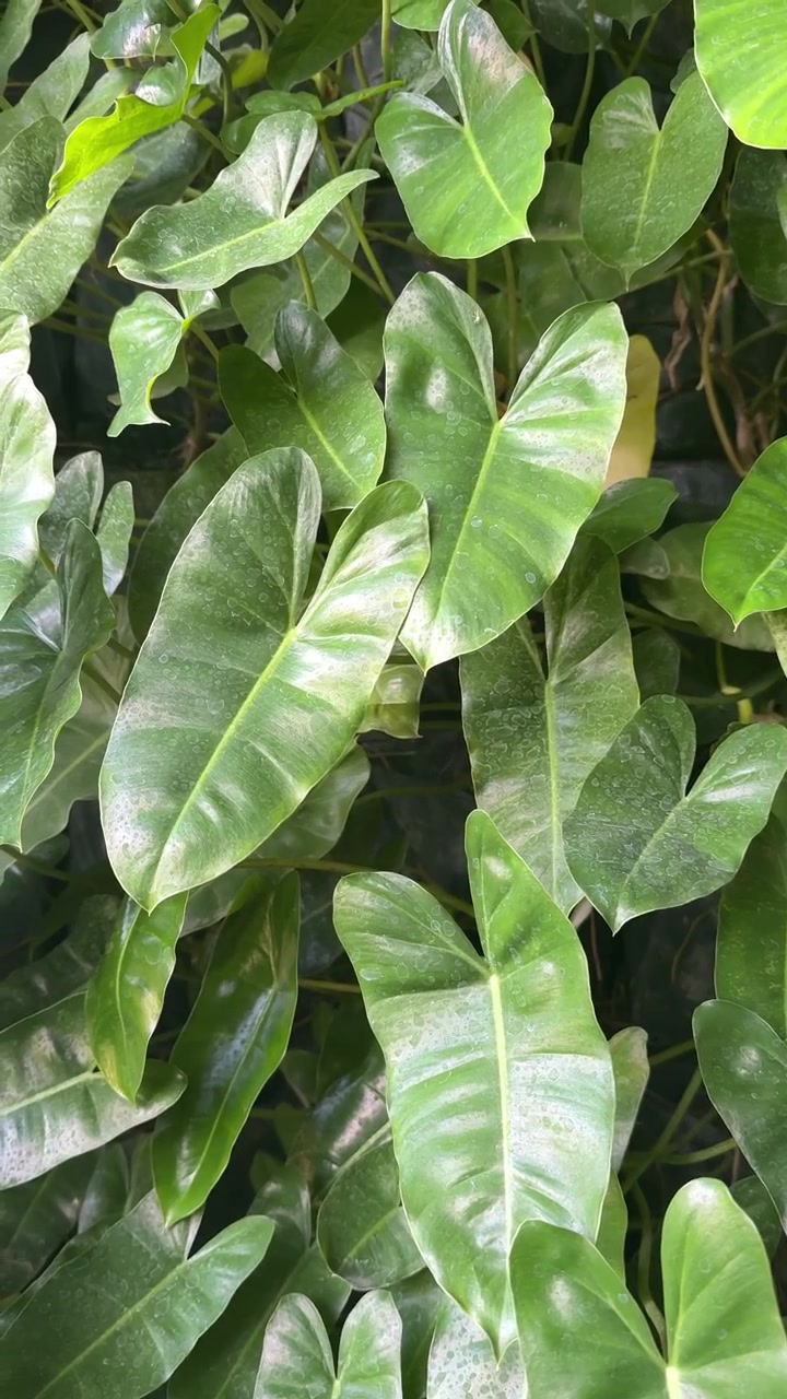 Lush Green Philodendron Leaves in Natural Light