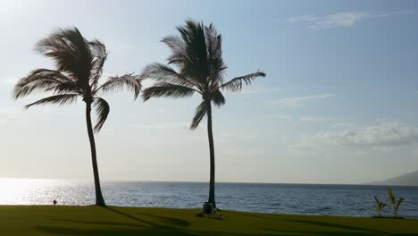 palm trees on the beach at sunset