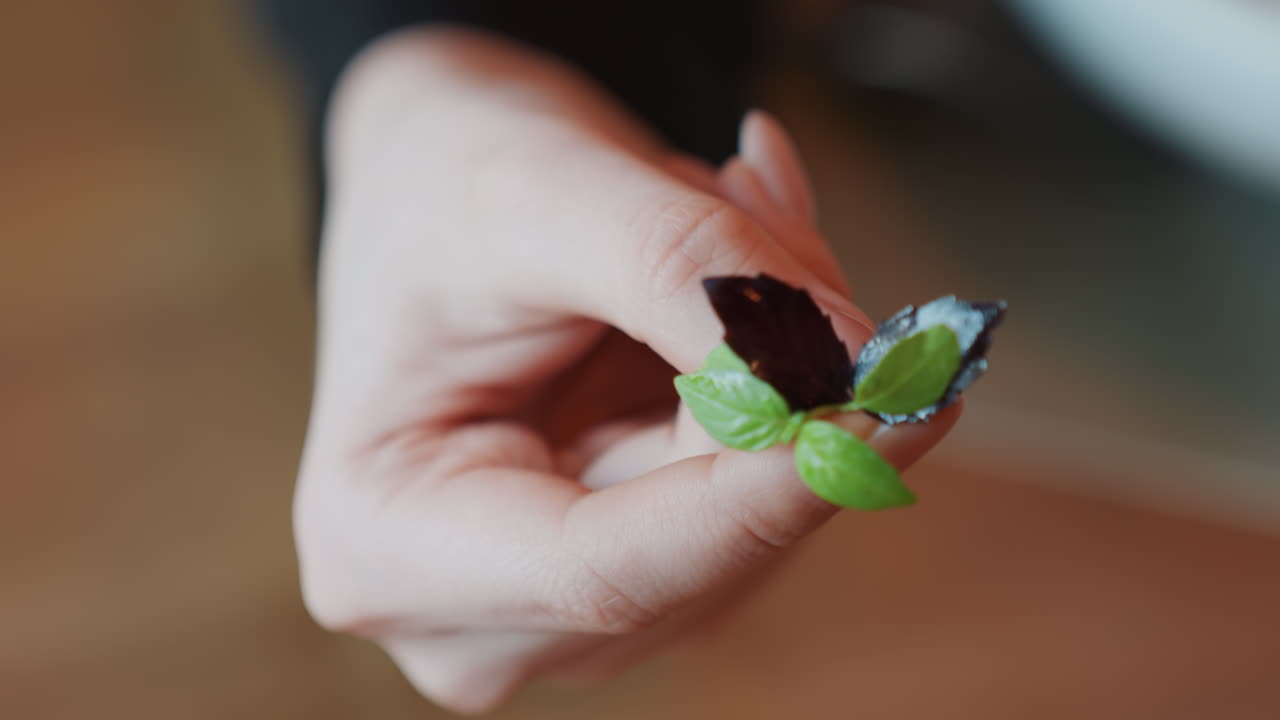 Closeup hand holding fresh mint sprig, green and purple leaves between fingers, soft natural light, blurred wooden background, delicate garnish for salad, gentle motion and shallow depth of field