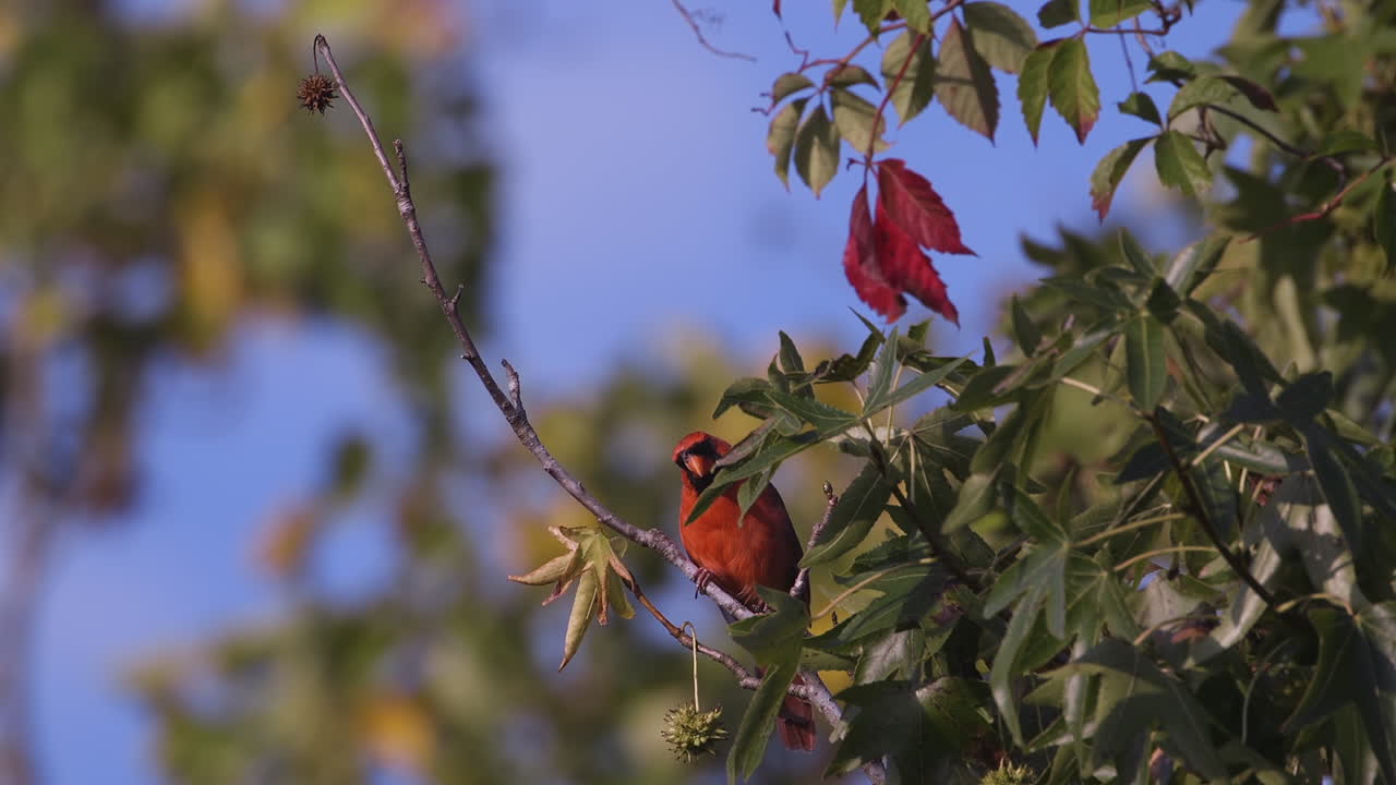 cardenal norteño en una rama pequeña