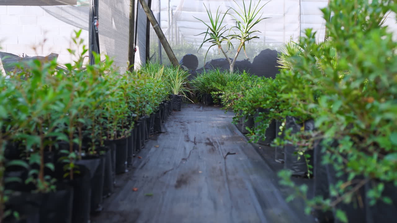 Growing in rows, lush green plants thriving at nursery greenhouse