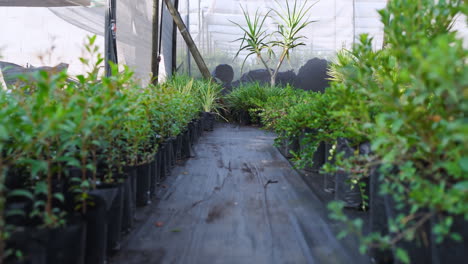 growing in rows, lush green plants thriving at nursery greenhouse