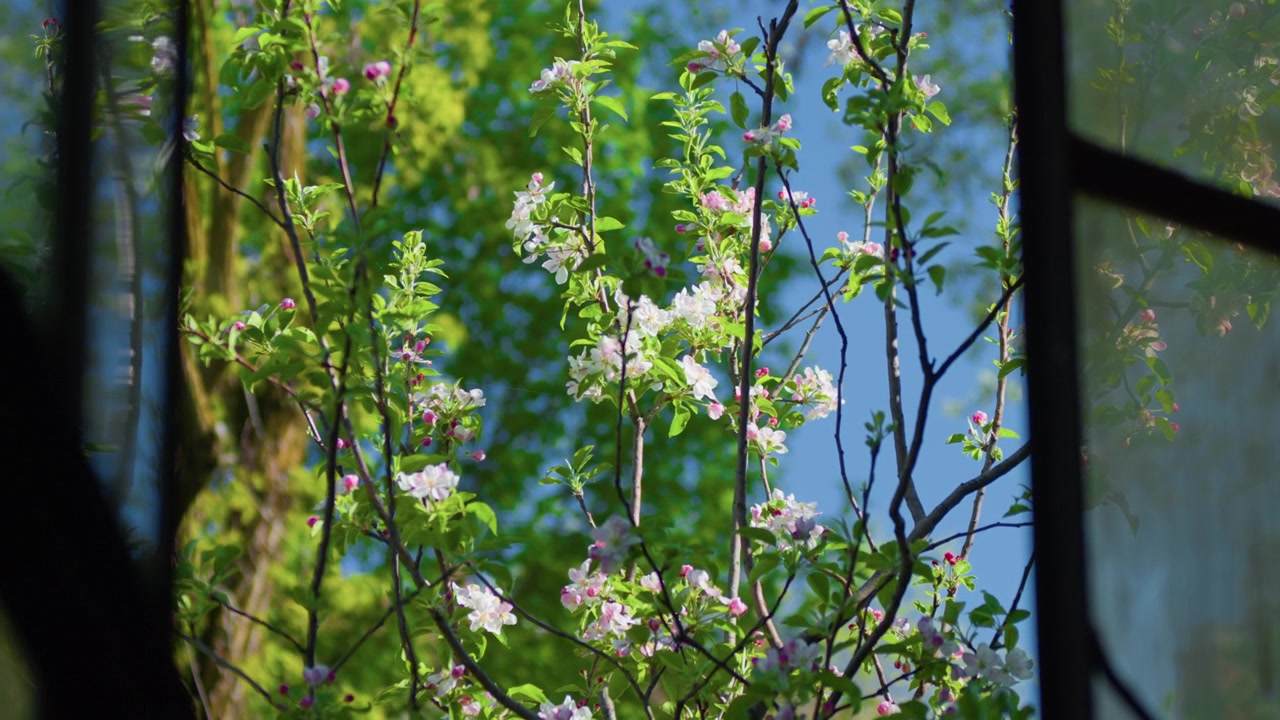 White blossom flowers seen from a window view on tree branch, handheld close up shot. Blooming spring plant with green leaves under a bright blue sky.