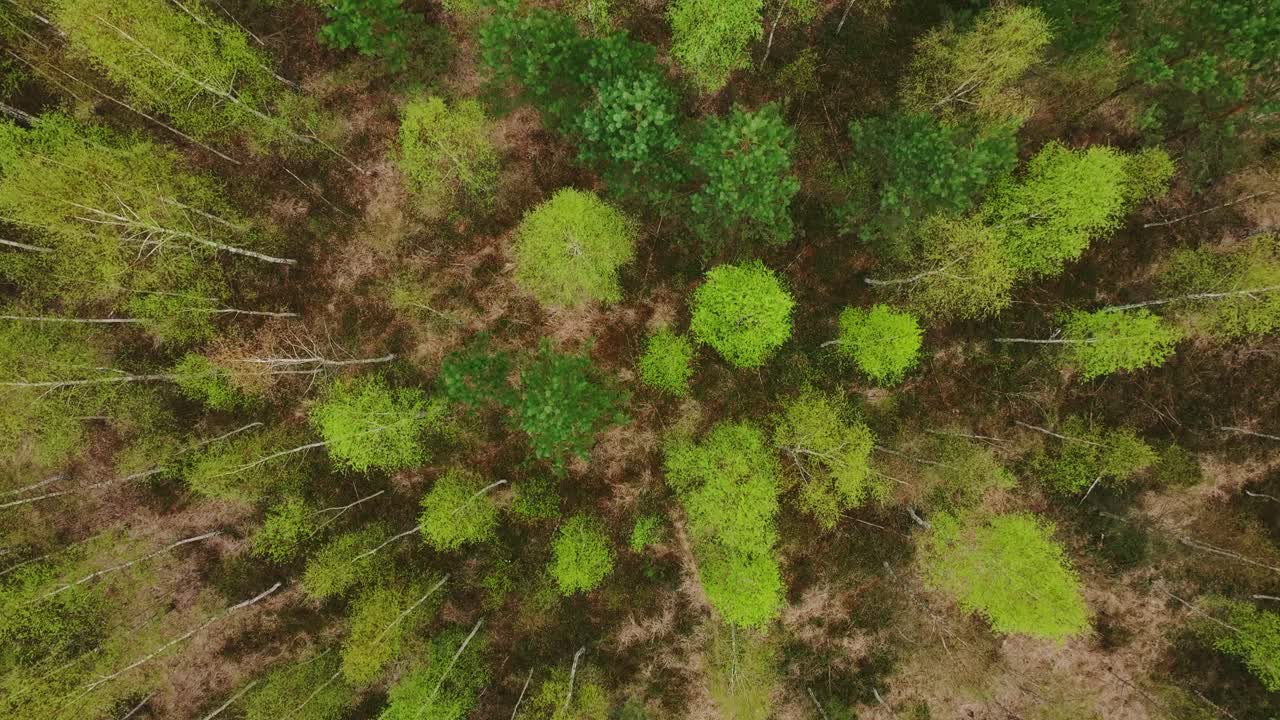 Fresh green treetops scattered across natural terrain, Rucava captured by drone