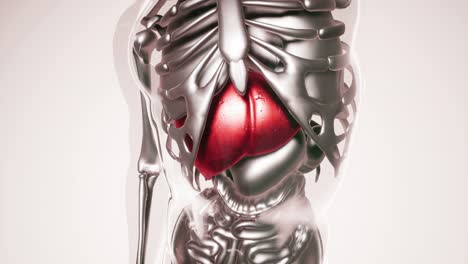 human liver model with all organs and bones