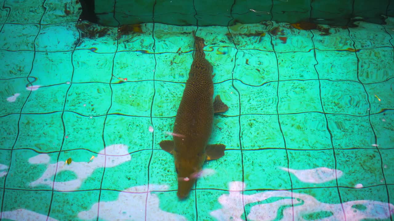 알리게이터 가르, 아트라코스테우스 스파라, 물속에서 움직이는 큰 물고기