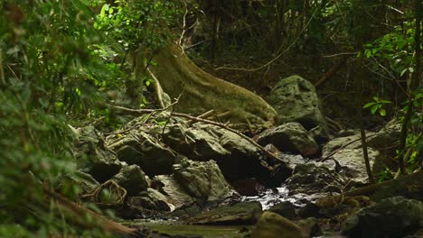 A-flowing-stream-in-Kaeng-Krachan-National-Park,-UNESCO-World-Heritage,-in-Thailand