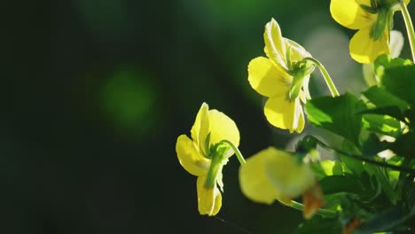 viola flowers in video, bathed in the warm glow of autumn