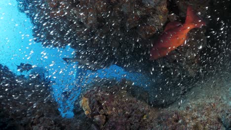 scuba divers pass through a crevice in a coral reef full of shimmering schooling fish