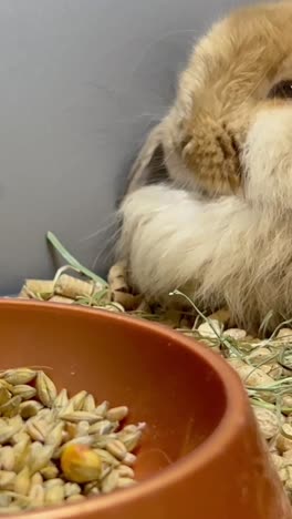 a brown furry sits upset in a cage big hanging ears of a rabbit