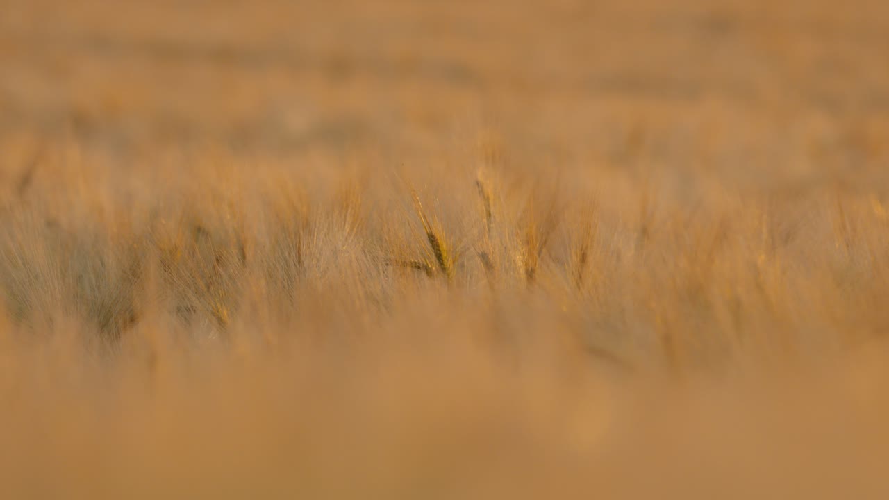 Close up of a wheat field at sunset