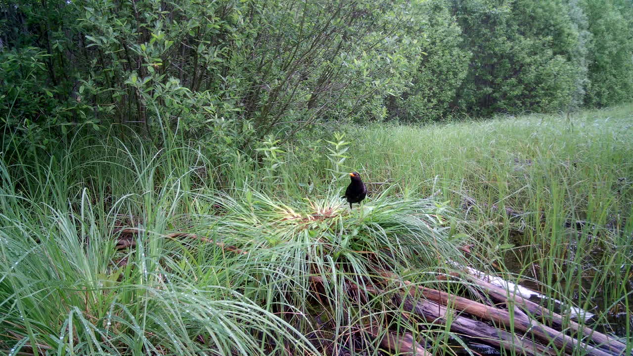 Common starling (Sturnus vulgaris) starts flying towards the camera