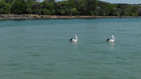 two pelicans on waters of noosa heads, queensland in australia