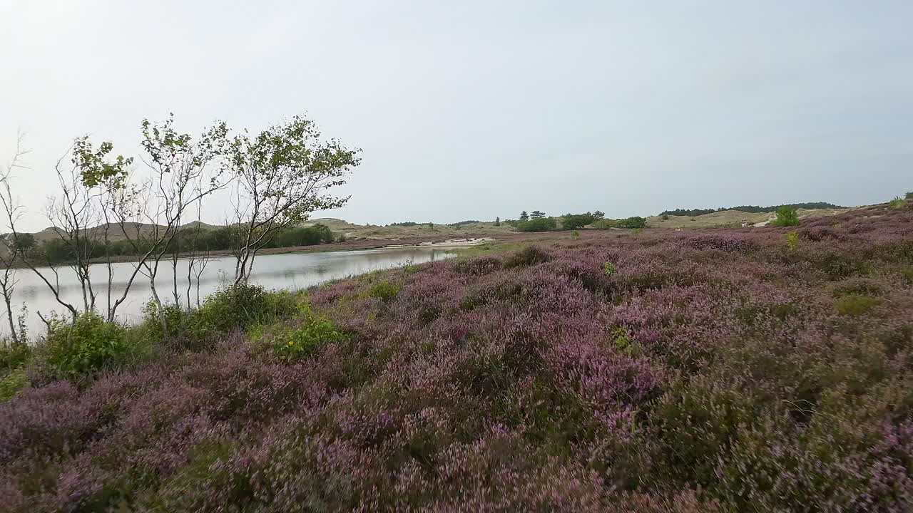 Dynamische Racing-Drohnenaufnahme, Tiefflug über lila Blumen und Wiesenpanorama