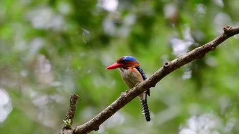 a tree kingfisher and one of the most beautiful birds found in thailand within tropical rain-forests