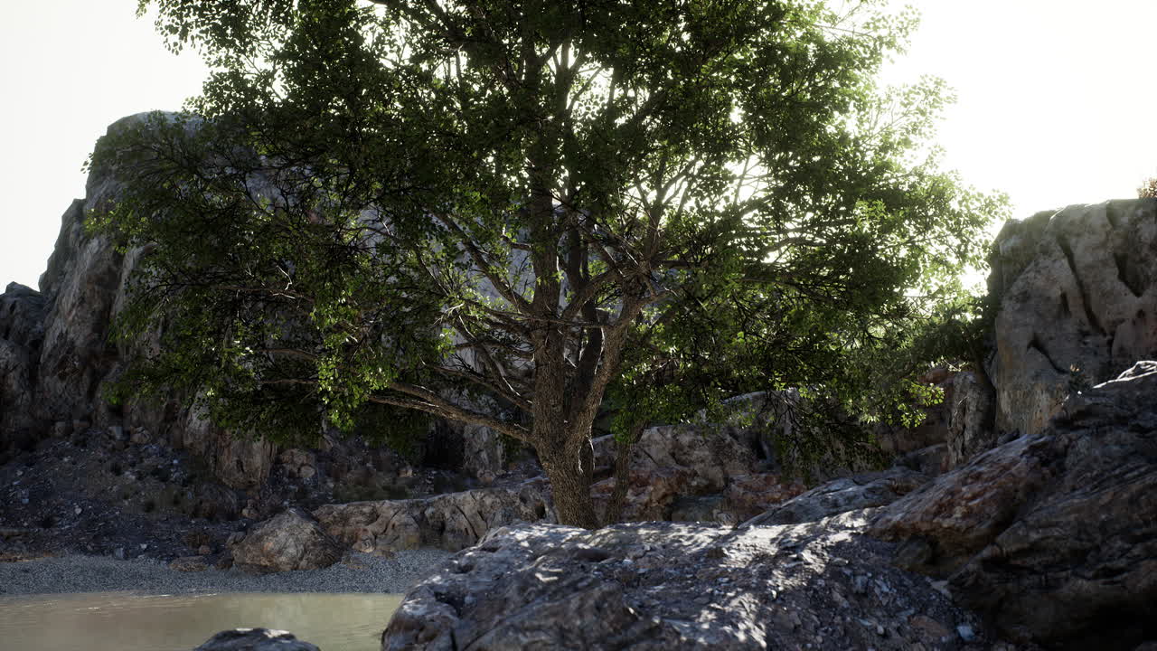 바다 근처 의 절벽 에 있는 이국적 인 나무
