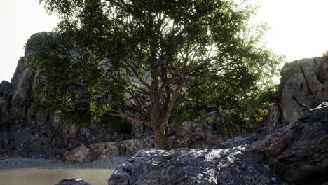 exotic tree on a cliff near ocean