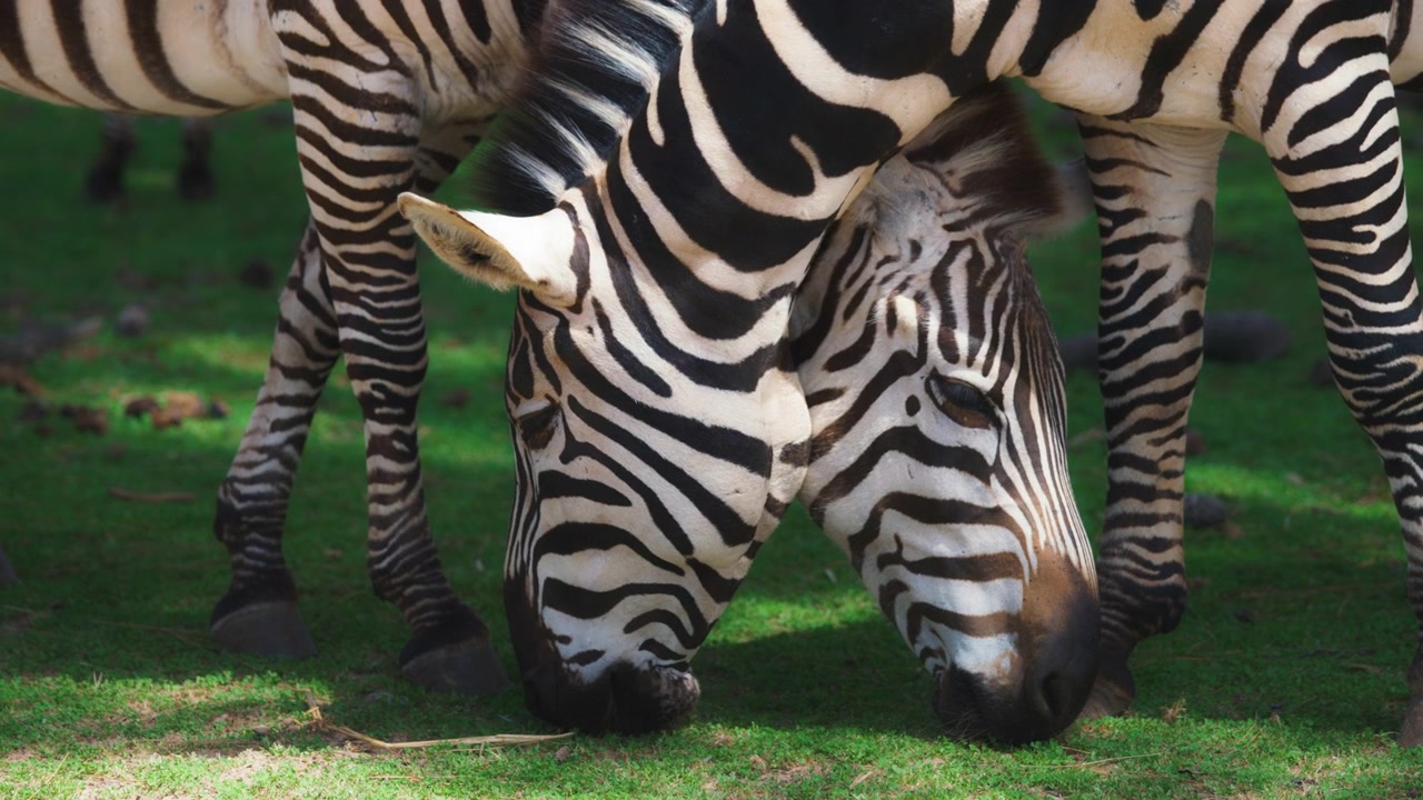 To zebraer græsser yndefuldt på en eng