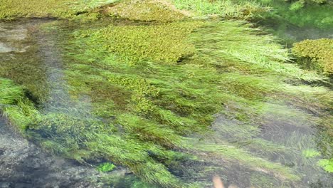 Plantas-Submarinas-Ondeando-Con-El-Movimiento-Del-Agua-Cristalina-De-La-Primavera-Azul-De-Putaruru