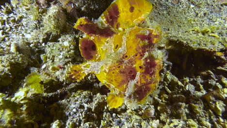 painted frogfish walking over seabed consisting of rubble and occasional coral