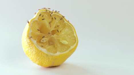 rotting fruit with flies with copyspace on white background