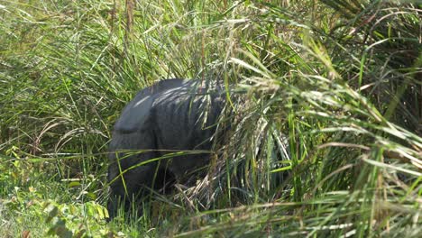 a one horned rhino walking along a dirt road before disappearing in the high elephant grass in the chitwan national park in nepal