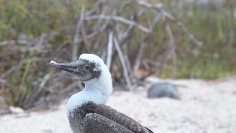 primer plano medio fijo de un piquero de patas azules juvenil en la playa de las islas galápagos - disparo manual